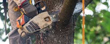How Our Tree Care Process Works  in  Vashon, WA