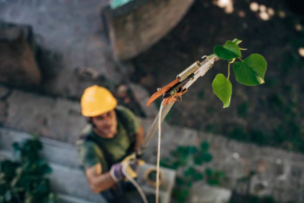 Best Emergency Tree Removal  in Vashon, WA